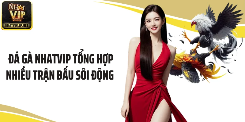 Đá gà Nhatvip tổng hợp nhiều trận đấu sôi động 